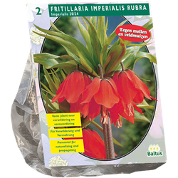 Fritillaria Imperialis Rubra per 2 bloembollen