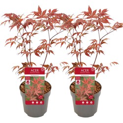Acer palmatum ´Atropurpureum´ - Set van 2 - Esdoorn - Pot 19cm - Hoogte 60-70cm