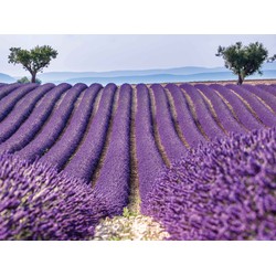 Lavendelveld 70x50cm Tuinschilderij - Customize-it