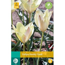 Tulipa Honky Tonk, 8 bloembollen