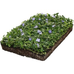 Plantenmat vasteplanten maagdenpalm Vinca minor prijs per 1m2 cm Covergreen