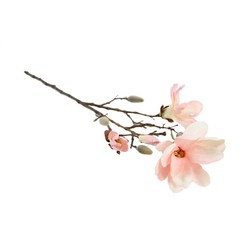 Magnolia Chayca M roze