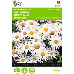 2 stuks - Chrysanthemum maximum nanum Silver Princess