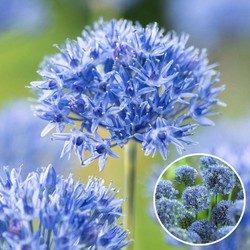 Allium Caeruleum - Set van 40 - Blauwe Kogellook - Bloembollen