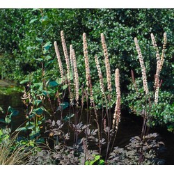 5 stuks - Cimicifuga ramosa Atropurpurea - Samplant