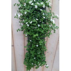 2 stuks - Hangzak Bacopa Kleur Varieert
