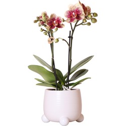 Kolibri Orchids | Geel rode phalaenopsis orchidee - Spain in Rolling sierpot wit - potmaat Ø9cm - 40cm hoog | bloeiende kamerplant - vers van de kweker