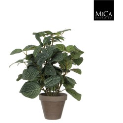 6 stuks! Pilea groen in pot stan grijs d11,5 cm h35xd25 cm Mica Decorations (e) - Mica Decorations-e