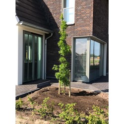 Zuil amberboom Liquidambar sty. Slender Silhouette h 350 cm st. h 30 cm