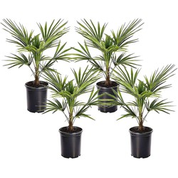 Trachycarpus Fortunei - Set van 4 - Waaierpalmboom - Pot 15cm - Hoogte 35-45cm