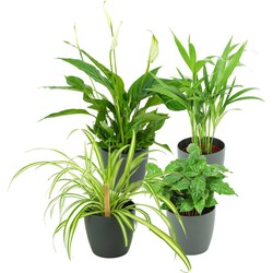 ZynesFlora - Luchtzuiverende Mix - Kamerplant in pot - Ø 12-13 cm - Hoogte: 30-40 cm - Spathiphyllum - Areca lutescens - Chlorophytum - Coffea Arabica - Sier Pot Antraciet