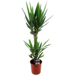 Yucca Elephantipes - Palmlelie - Kamerpalm - Pot 17cm - Hoogte 70-80cm