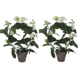 2x stuks stephanotis bruidsbloem kunstplanten wit in grijze sierpot H50 cm x D40 cm - Kunstplanten