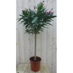 Oleander op stam 100 cm