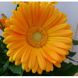 Patio Gerbera geel in grote pot - Warentuin Natuurlijk