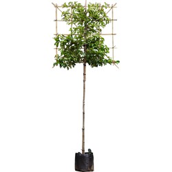 Portugese laurier Tico als leiboom Prunus lus. Tico h 300 cm st. omtrek 6 cm st. h 180 cm