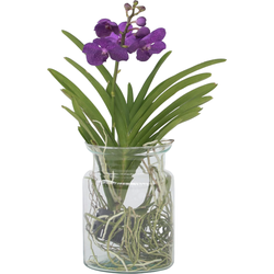 Blauwe orchidee - Vanda 'Blue' - Hoogte 40-50cm - ⌀14cm