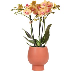 Kolibri Orchids | Oranje Phalaenopsis orchidee – Jamaica + Scandic sierpot terracotta – potmaat Ø9cm – 40cm hoog | bloeiende kamerplant in bloempot - vers van de kweker