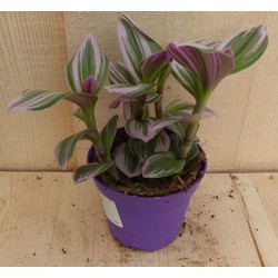 Mini Tradescantia Roze Blad - Warentuin Natuurlijk