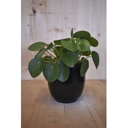 Pilea 'pannenkoekplant' in zwarte pot