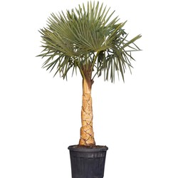 Chinese waaierpalm gestripte stam(grof) Trachycarpus Fortunei 180 cm