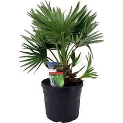 Chamaerops 'Vulcano' - Dwergpalm - Pot 19cm - Hoogte 35-45cm