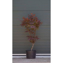Rode Japanse esdoorn Bloodgood Acer palmatum Bloodgood h 137,5 cm
