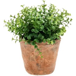 Emerald Kunstplant eucalyptus - groen - in oud terracotta pot - 20 cm - Kunstplanten