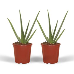 Hello Plants Echte Aloe Vera Plant - 2 Stuks - Ø 12 cm - Hoogte: 40 cm - Vetplant Succulent