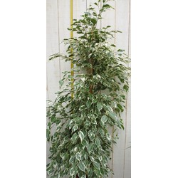 Kamerplant Ficus Witbont 100 cm