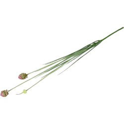 Alliumsteel cepa l10b10h87 cm roze