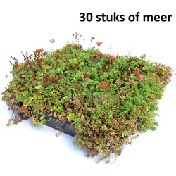 Minimaal 30 stuks! Dakgroen Sedumtray voor daken Type TE Kant & Klaar 15 graden, prijs per 1 tray, Sempergreen