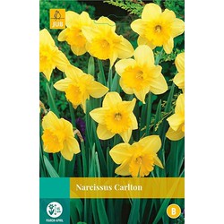 5 stuks - Narcissus Carlton 4 bollen