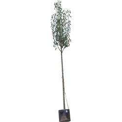 Grote perenboom Conference Pyrus C. Conference 350 cm