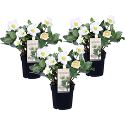 Kerstroos - Set van 3 - Helleborus niger 'Mont Blanc' - Hoogte 20-30cm - ⌀12cm
