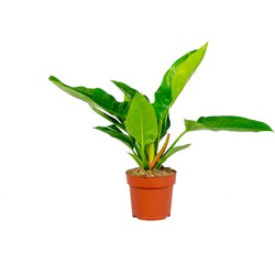 Floraya - Philodendron Imperial Green per stuk -  ⌀19 cm - ↕70 cm