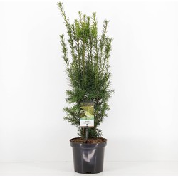 Taxus media hicksii 50-60 cm