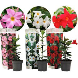 Braziliaanse Jasmijn - Set van 3 - Dipladenia 'Rio Mix' - Hoogte 25-40cm - ⌀9cm