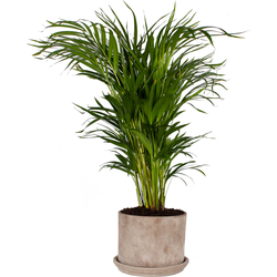 Areca Palm in pot - 90cm 