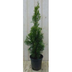 Conifeer Thuja Smaragd 90 cm