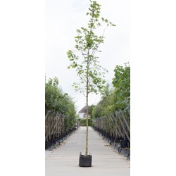 Noorse esdoorn Acer pl. Emmerald Queen h 350 cm st. omtrek 12 cm