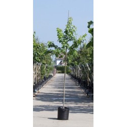 2 stuks! Amberboom Liquidambar styraciflua h 250 cm st. omtrek 8 cm boom