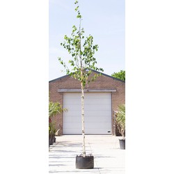 Witte himalaya berk Betula ut. jacquemontii h 350 cm st. omtrek 12 cm