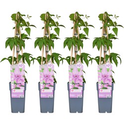 Hello Plants Clematis Hagley Hybrid Bosrank - Klimplant - 4 Stuks - Ø 15 cm - Hoogte: 65 cm