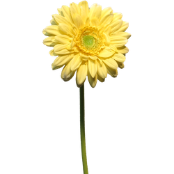 Gerbera Nice yellow 48 cm kunstbloem