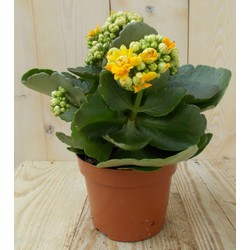 2 stuks! Kalanchoe Oranje