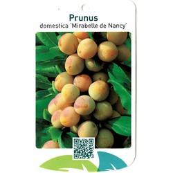Prunus Domestica Mirabelle de Nancy