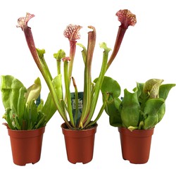 Sarracenia purpurea - Vleesetende plant - Set van 3 - Pot 5,5cm - Hoogte 10-15cm