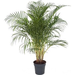 Dypsis Lutescens - XXL Goudpalm - Pot 27cm - Hoogte 140-150cm