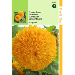 2 stuks - Helianthus Annuus Sungold Dubbelbl. Hoog